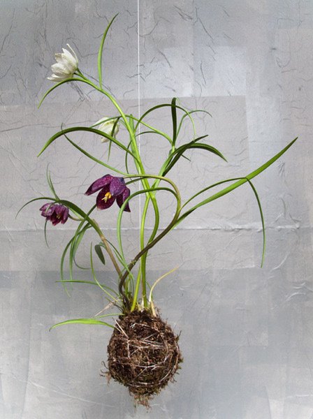 string-garden2.jpg