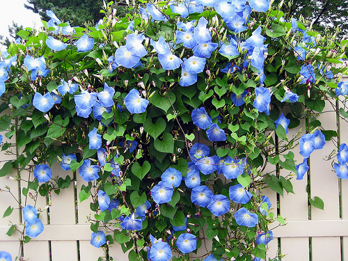 morning-glory-on-fence.jpg