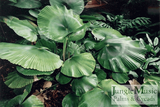 licuala_cordata_001[1].gif