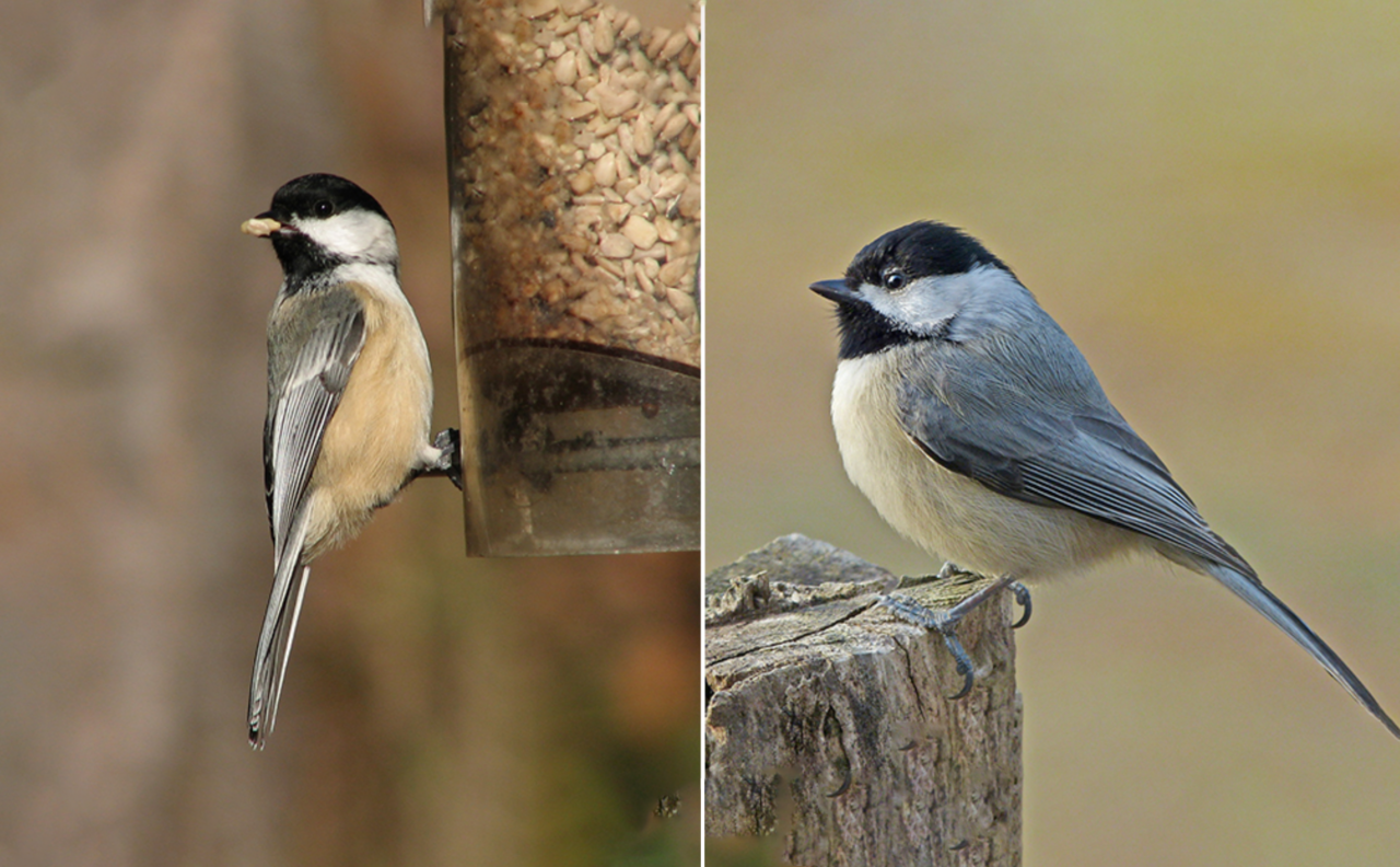 feederwatch.org