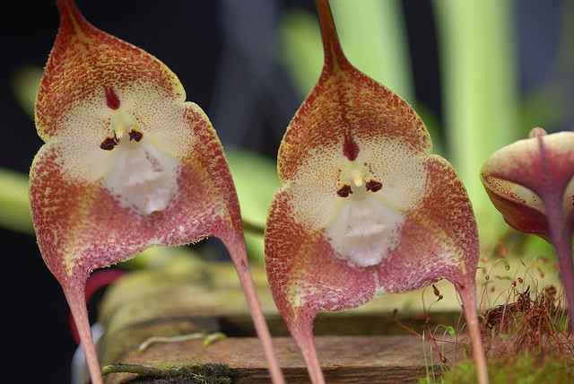 monkey+orchid+2.jpg
