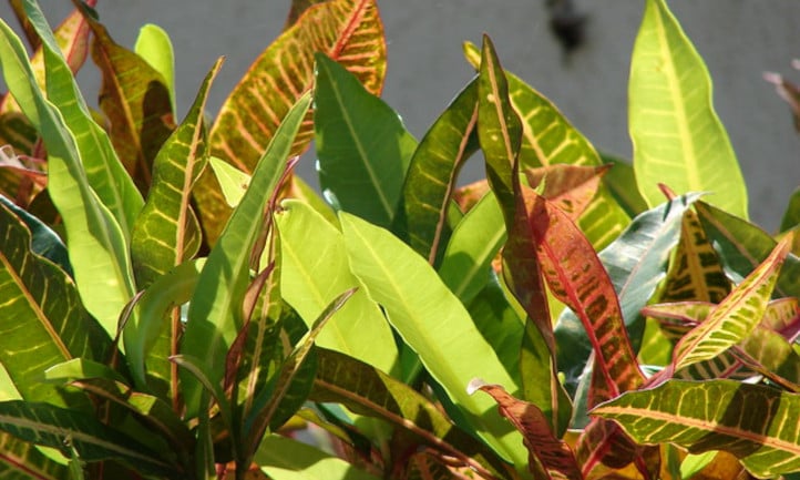 www.epicgardening.com