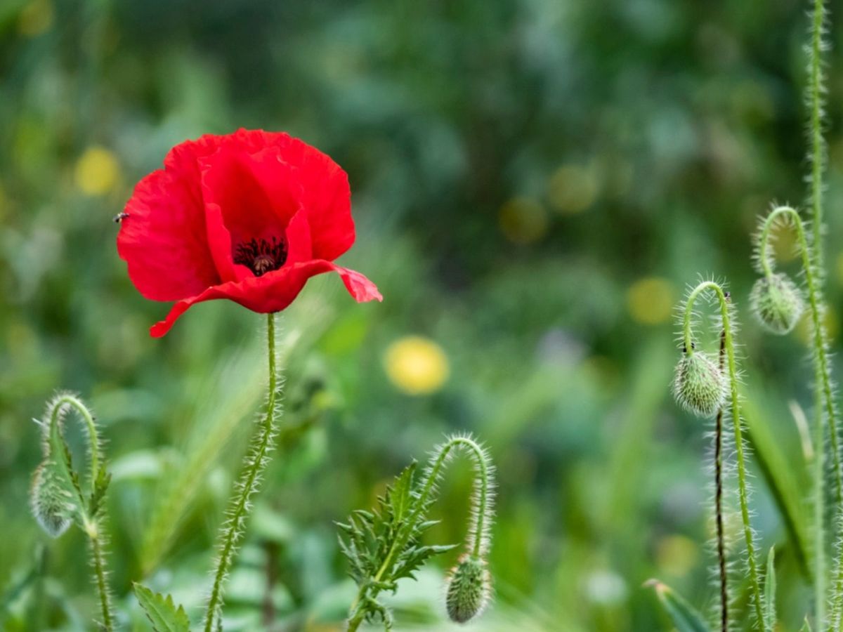www.gardeningknowhow.com