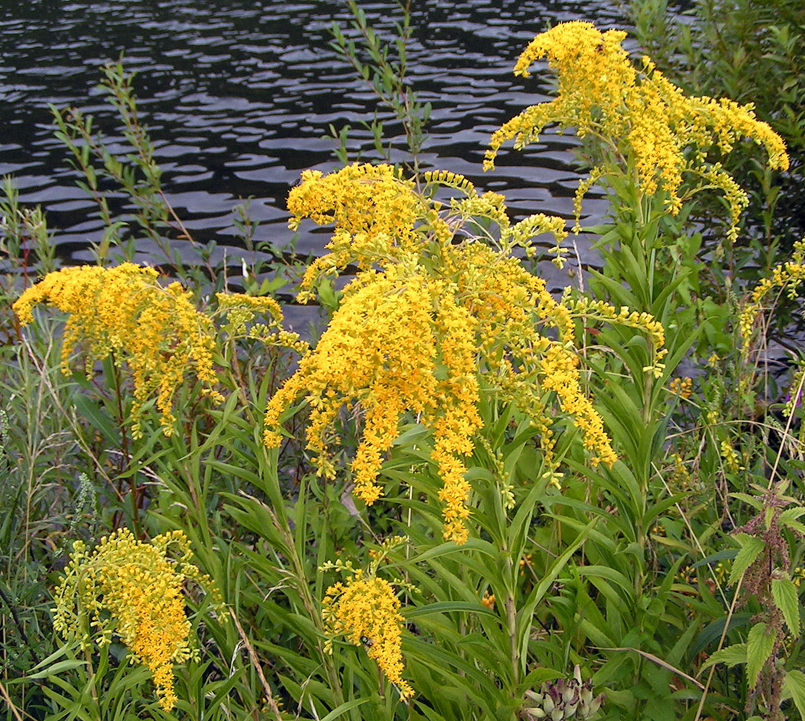 Solidago_gigantea01.jpg