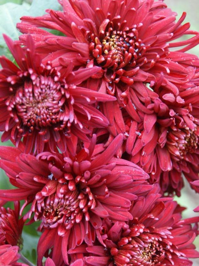 www.bluestoneperennials.com