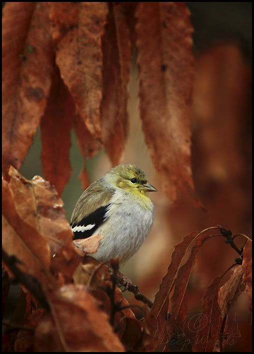 IMG_2652_1_1finch.jpg