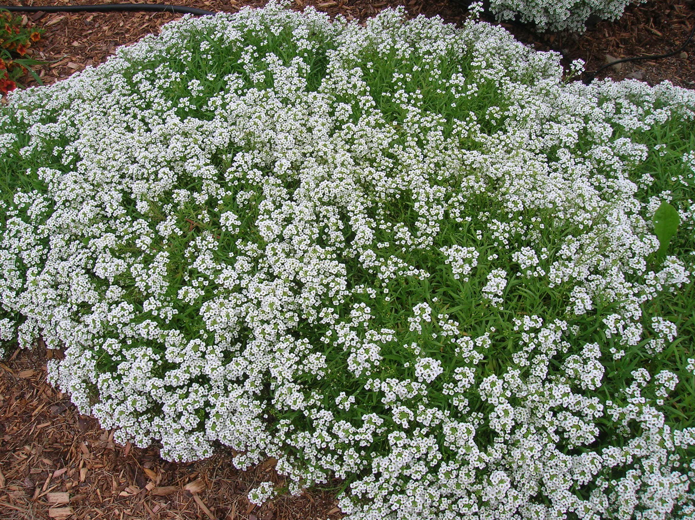 alyssum.jpg