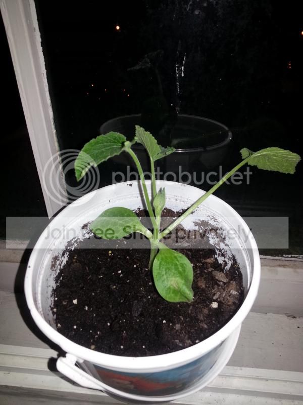 2014-08-01215724_zps4d0938a4.jpg