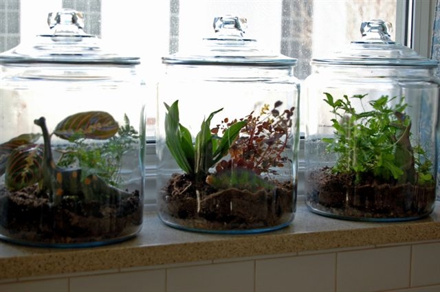 2008-04-02-terrarium.jpg