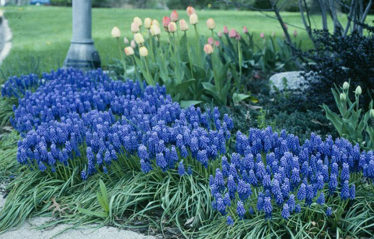 grapehyacinth1.jpg