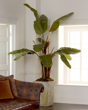 traditional-plants.jpg