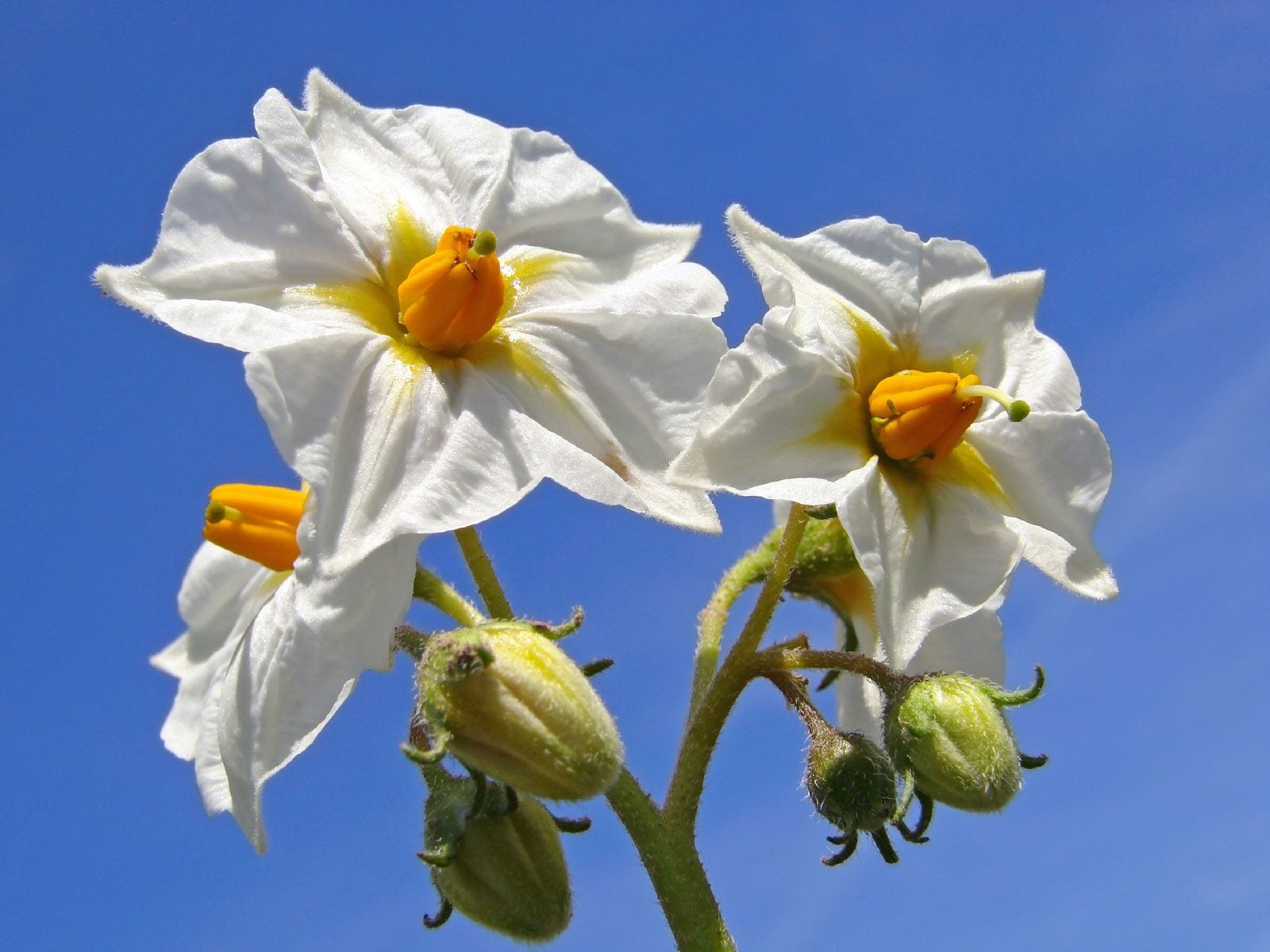 www.gardeningknowhow.com