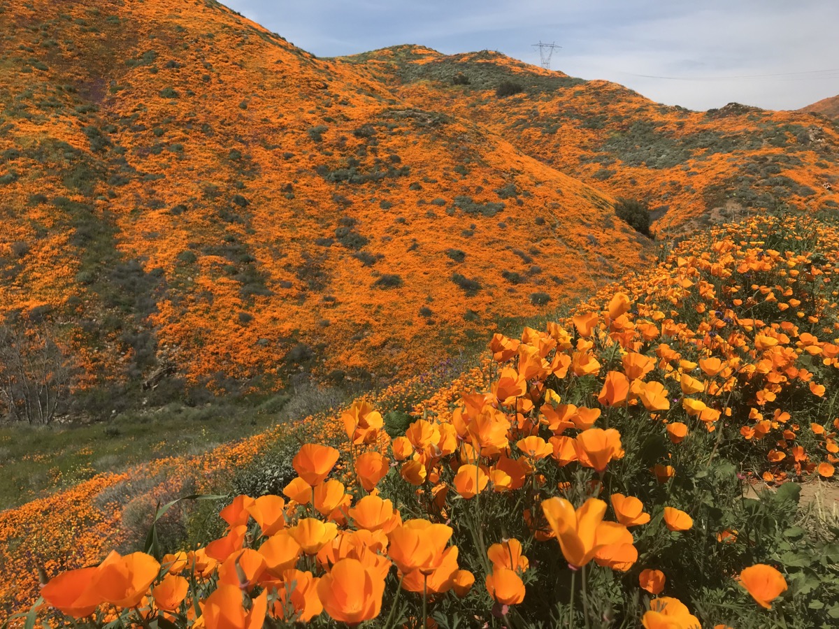 walker-canyon-poppy-foreground.jpg