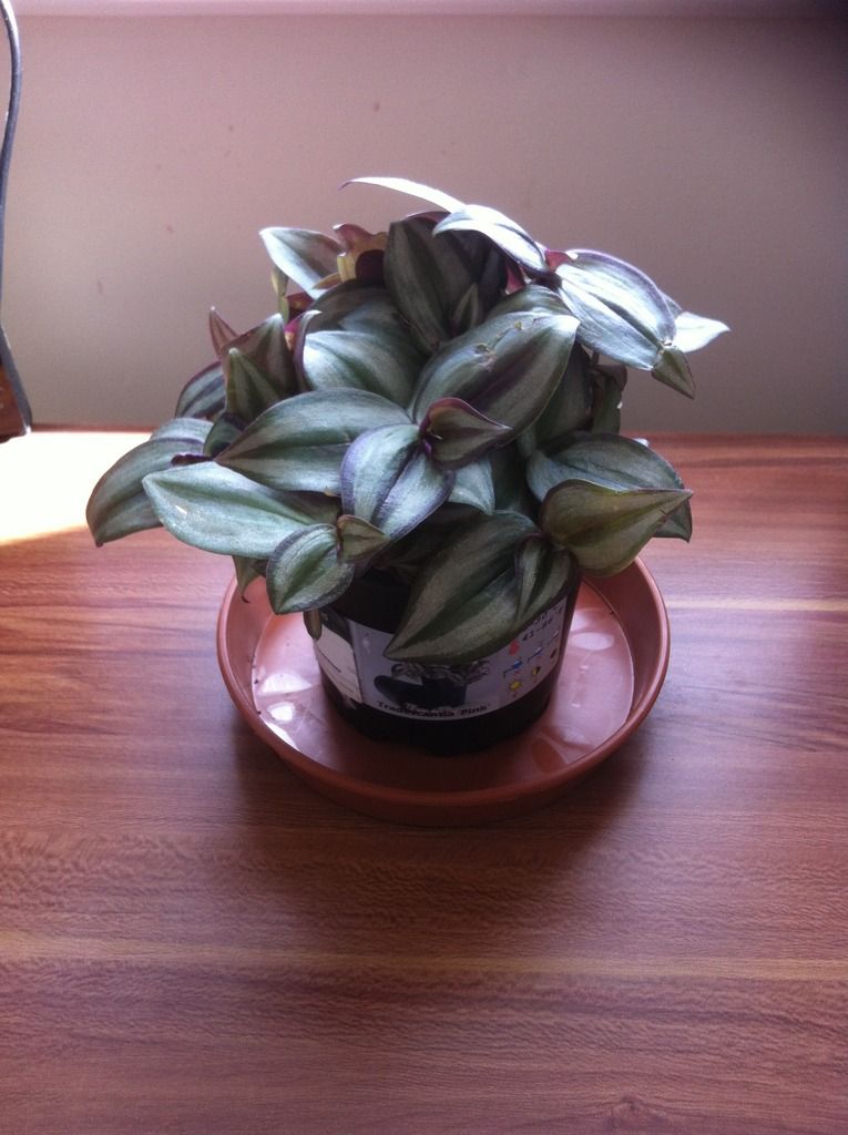 House%20Plant%20Tradescantia.jpeg