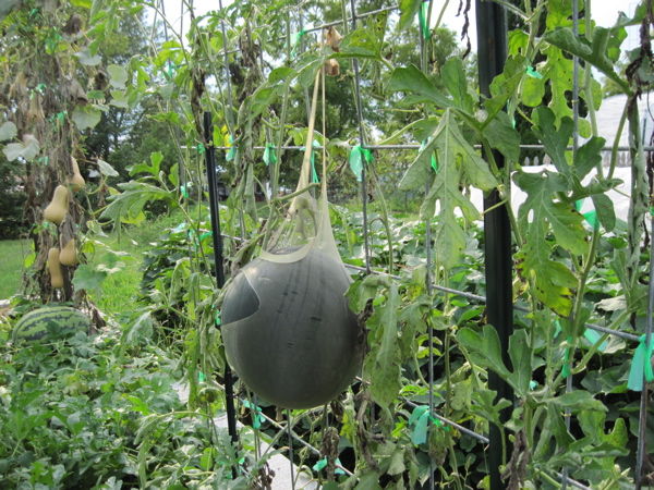 Watermelon-in-sling_1.jpg