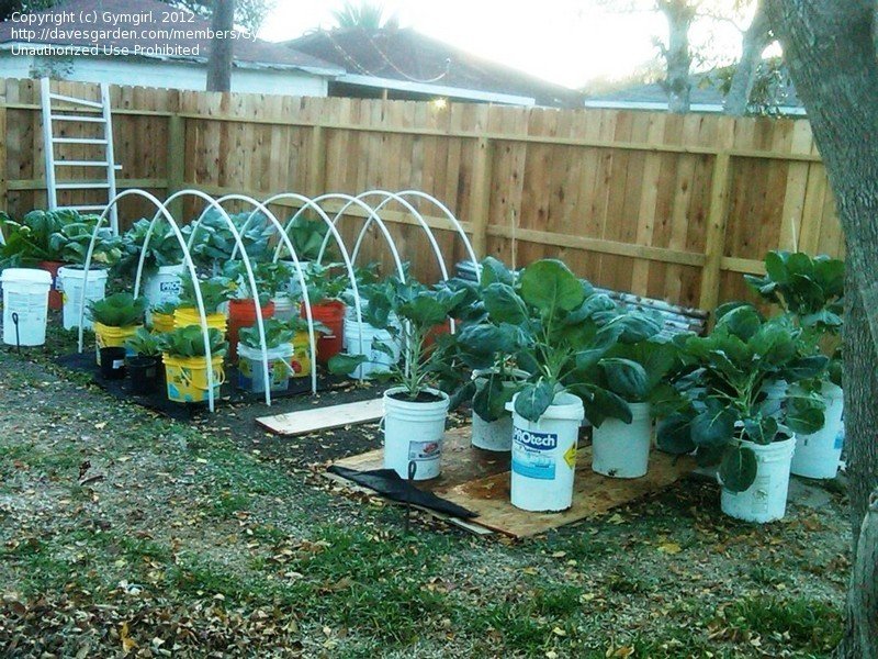 Recycled Bucket Gardening Container Gardening For Apartment