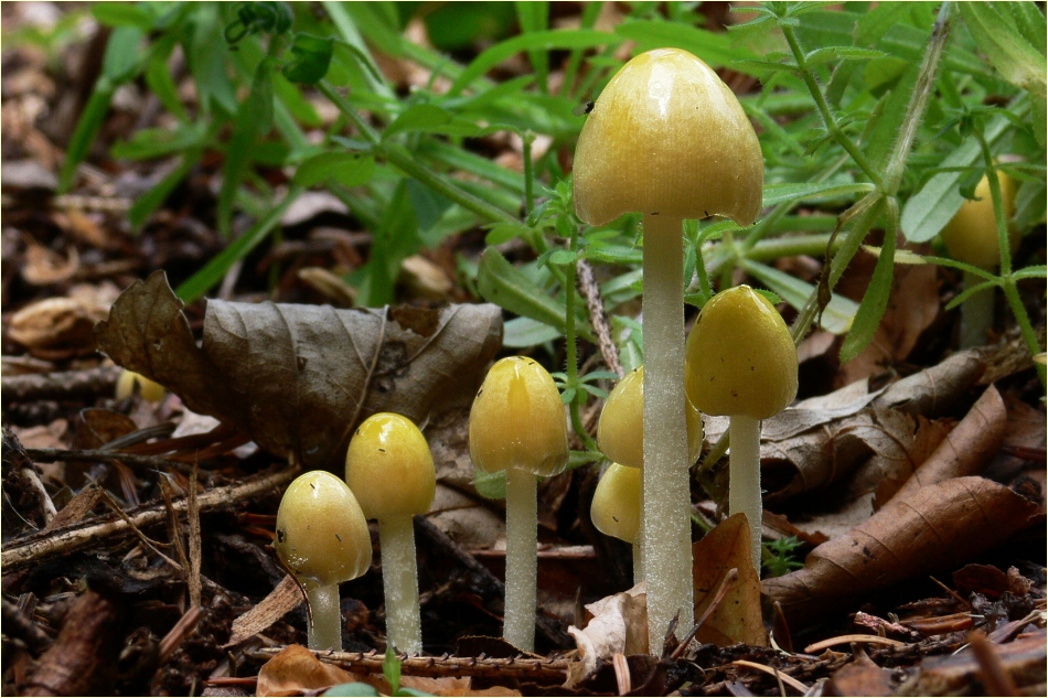 Goldmistpilze2.jpg