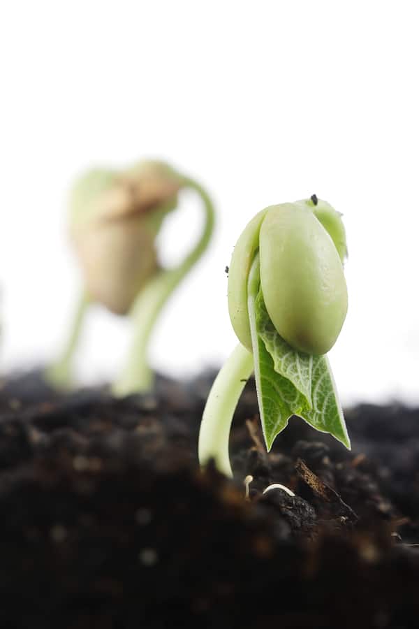 harvesttotable.com