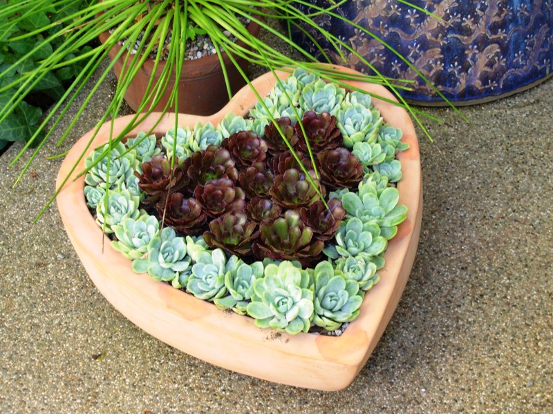 heart-succulents.jpg