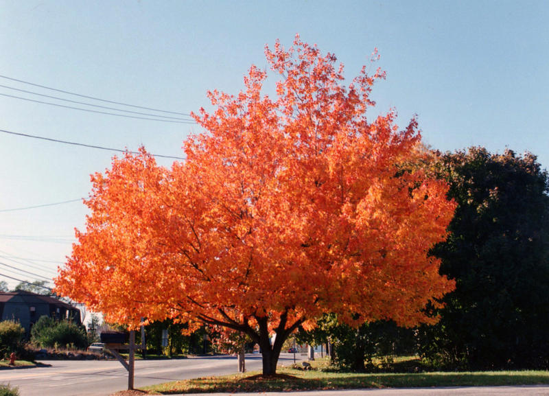 Fire_Tree_by_Tailgun2009.jpg