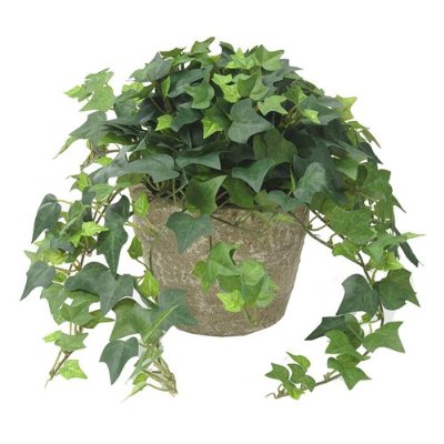 English-Ivy-Clean-Indoor-Air.jpg
