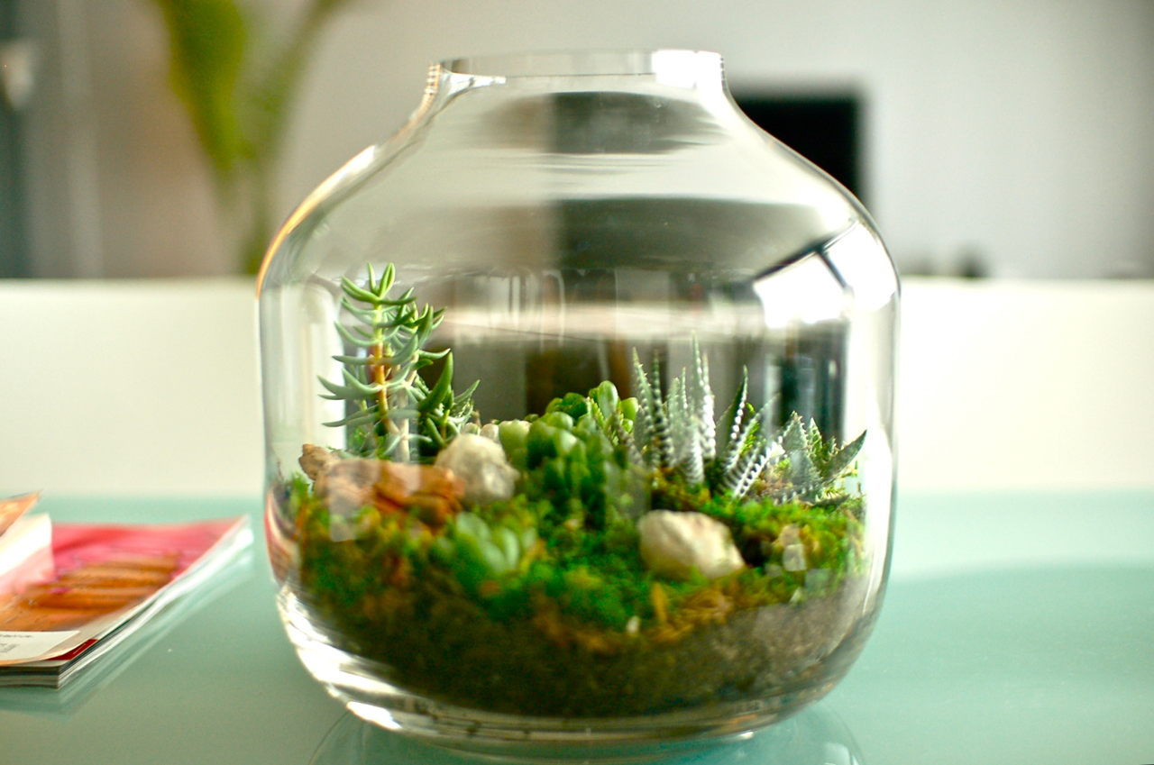 terrarium-tw.jpg