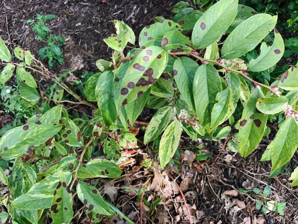 www.gardeningknowhow.com