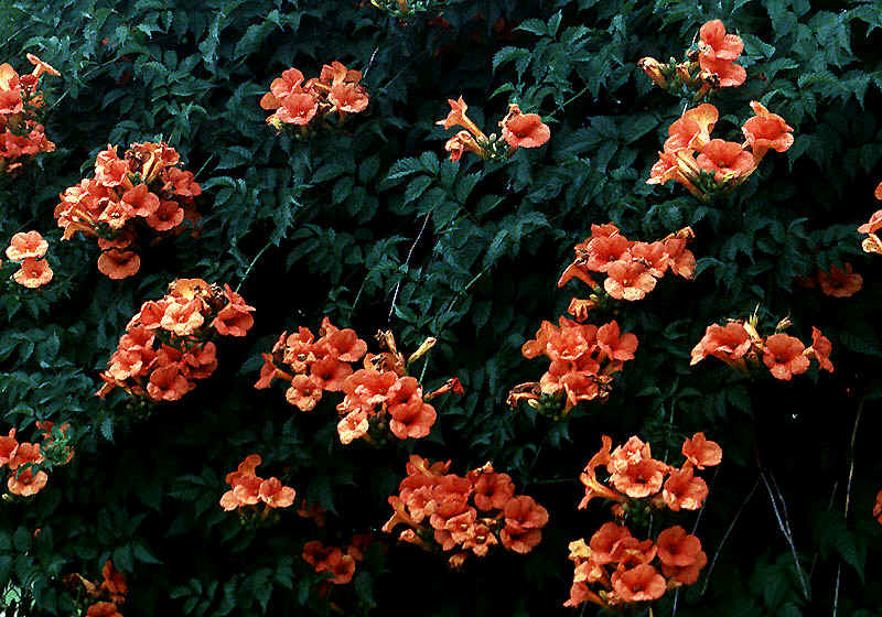 vines11.jpg