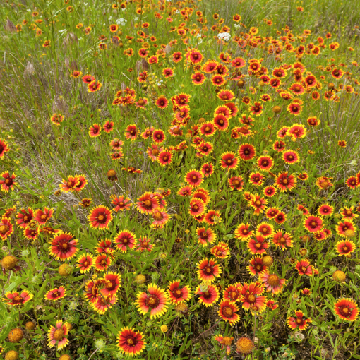 field-gaillardia-pulchella-510x510.png