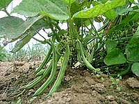 200px-A_green_bean.jpg