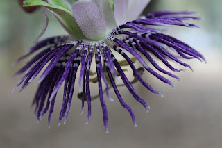 passion+flowers.jpg