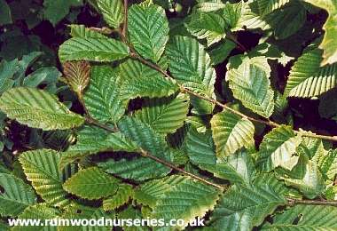 hedge_carpinus_betulus.jpg