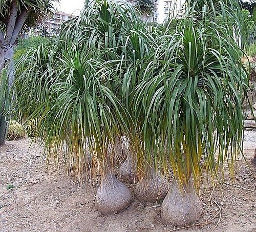 Beaucarnea_recurvata1.jpg