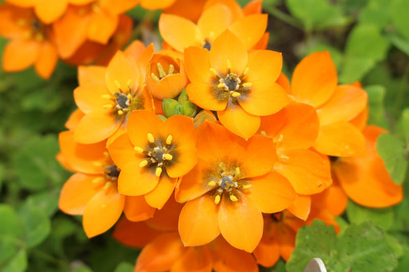 www.gardenia.net