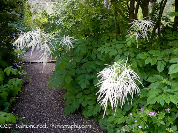 Aruncus-Zweiweltenkind-489.jpg