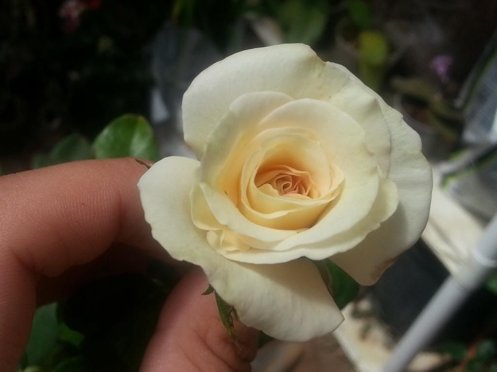 20140517_104251_zps3fbef33d.jpg