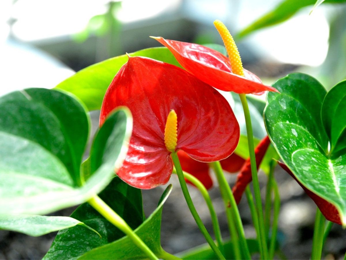 www.gardeningknowhow.com