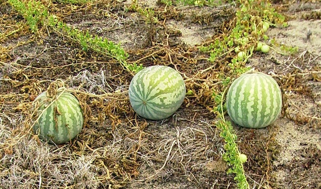 pigmelons2.jpg