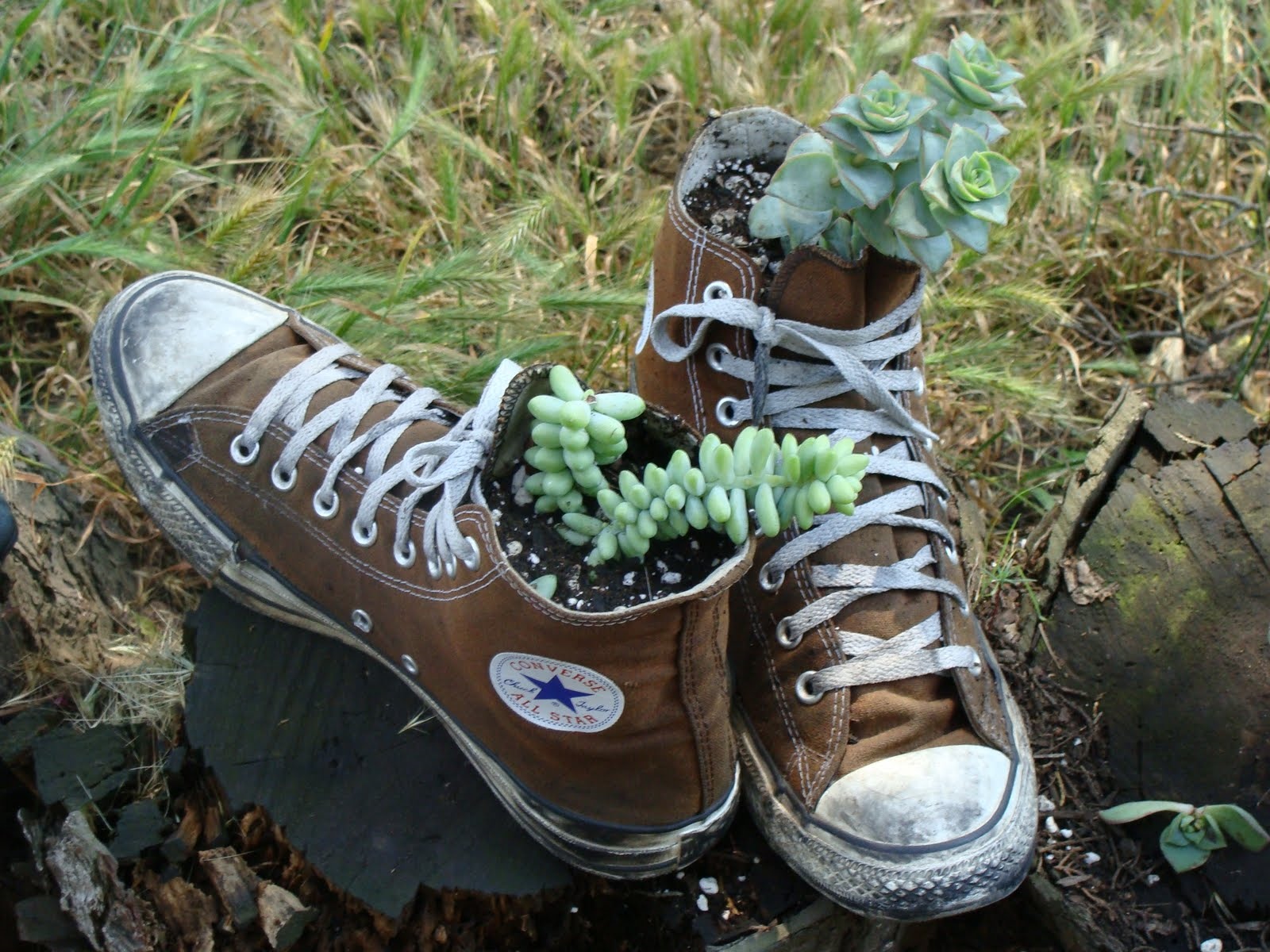 SHOE%2Bplanter.jpg