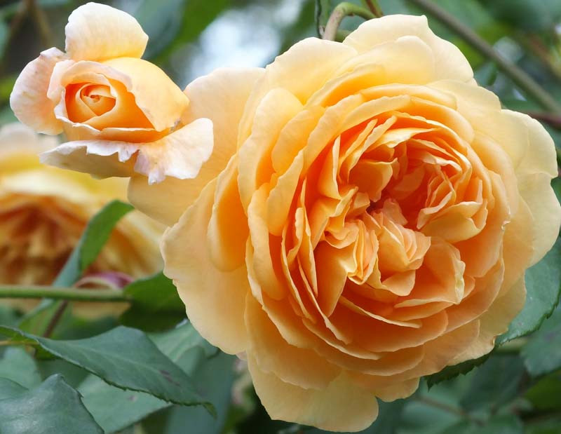 www.gardenia.net