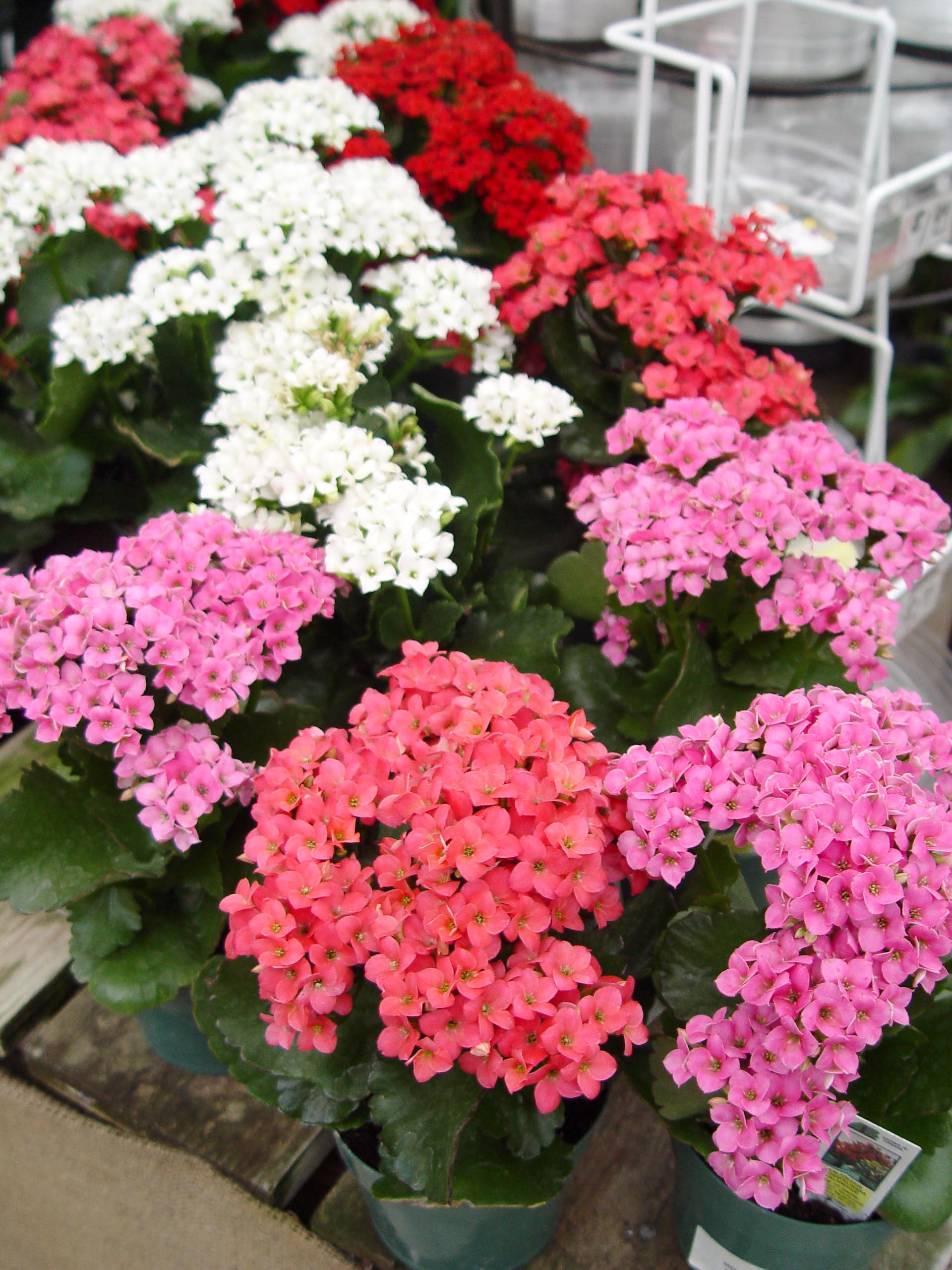 kalanchoe.jpg