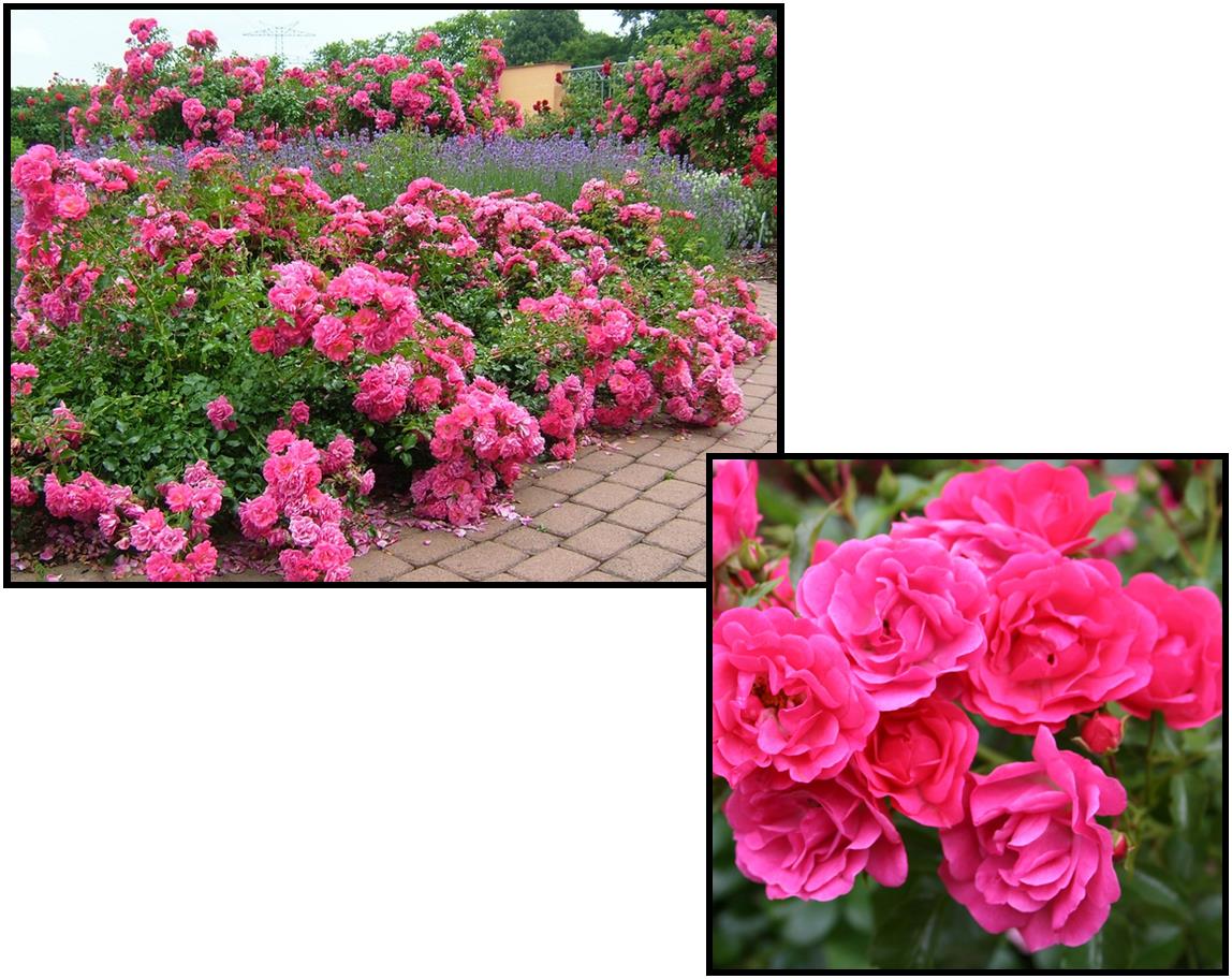 Rosa-Noatraum-Bordered.jpg