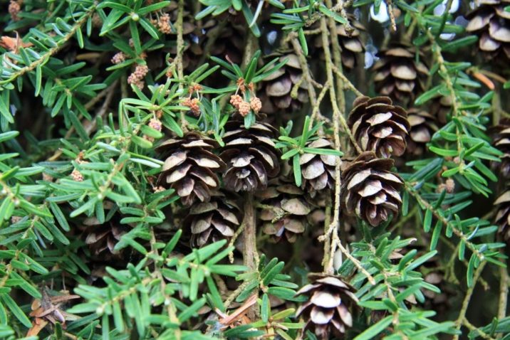 Tsuga-heterophylla-18.jpg