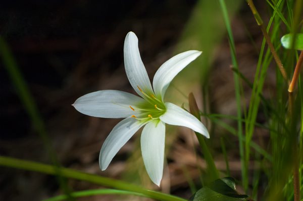 www.floridanaturephotography.com