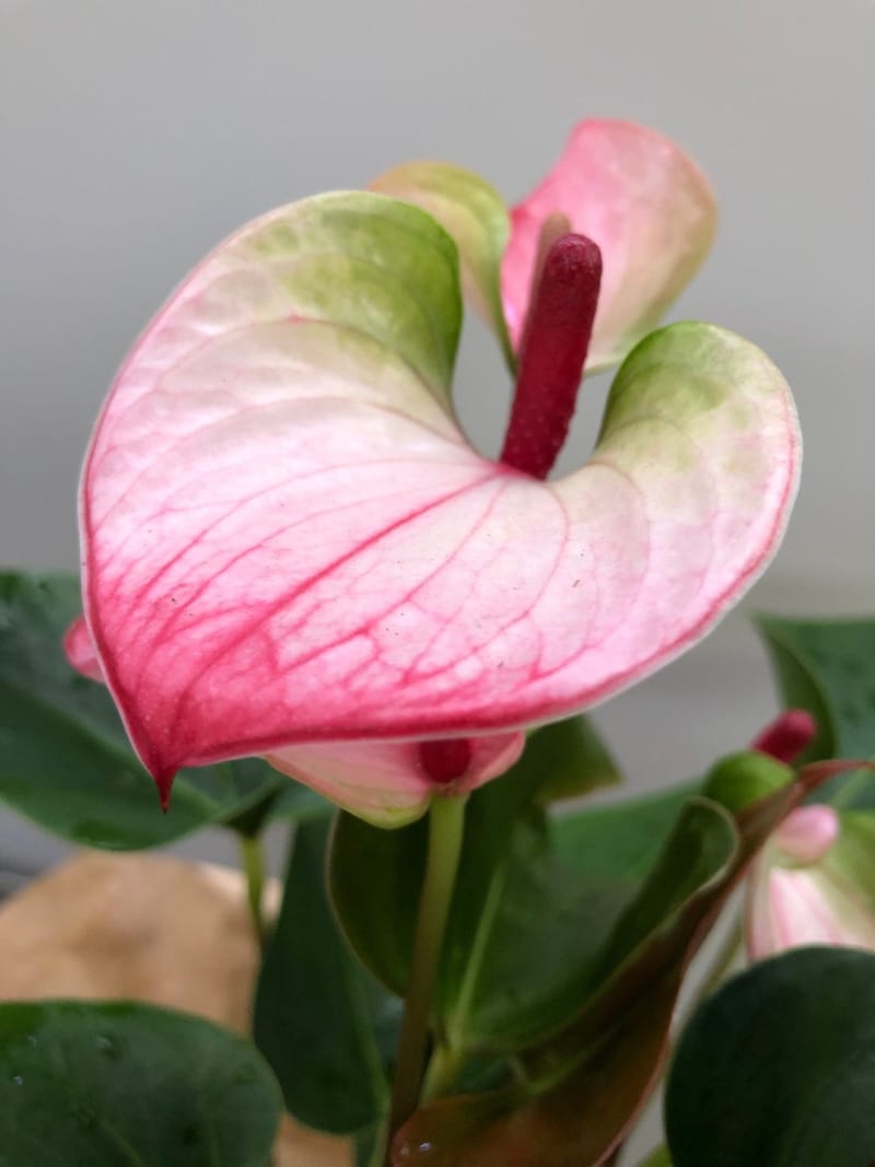 www.ukhouseplants.com