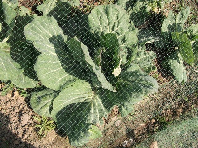 DSCF3206_1.jpg