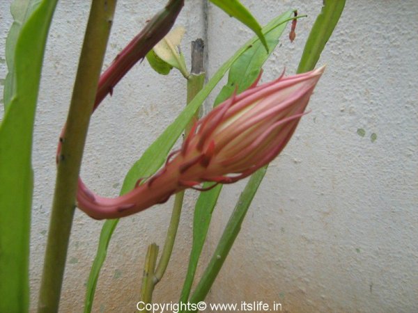www.itslife.in