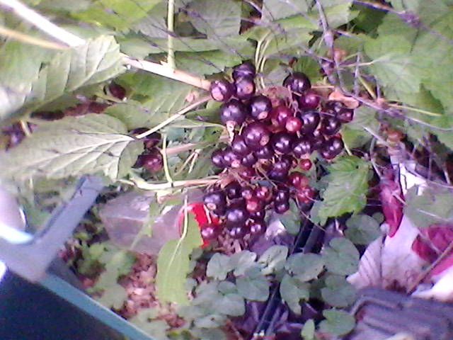 allotment%20june%202018%20004.jpg