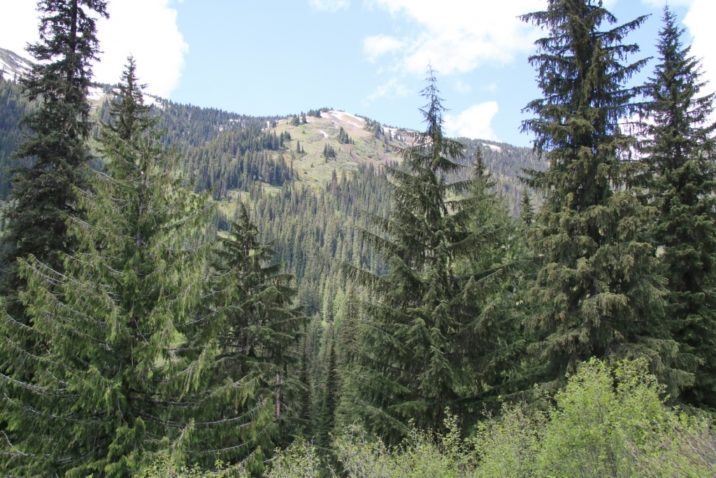 Tsuga-heterophylla-05.jpg