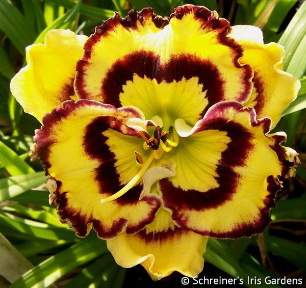 www.schreinersgardens.com